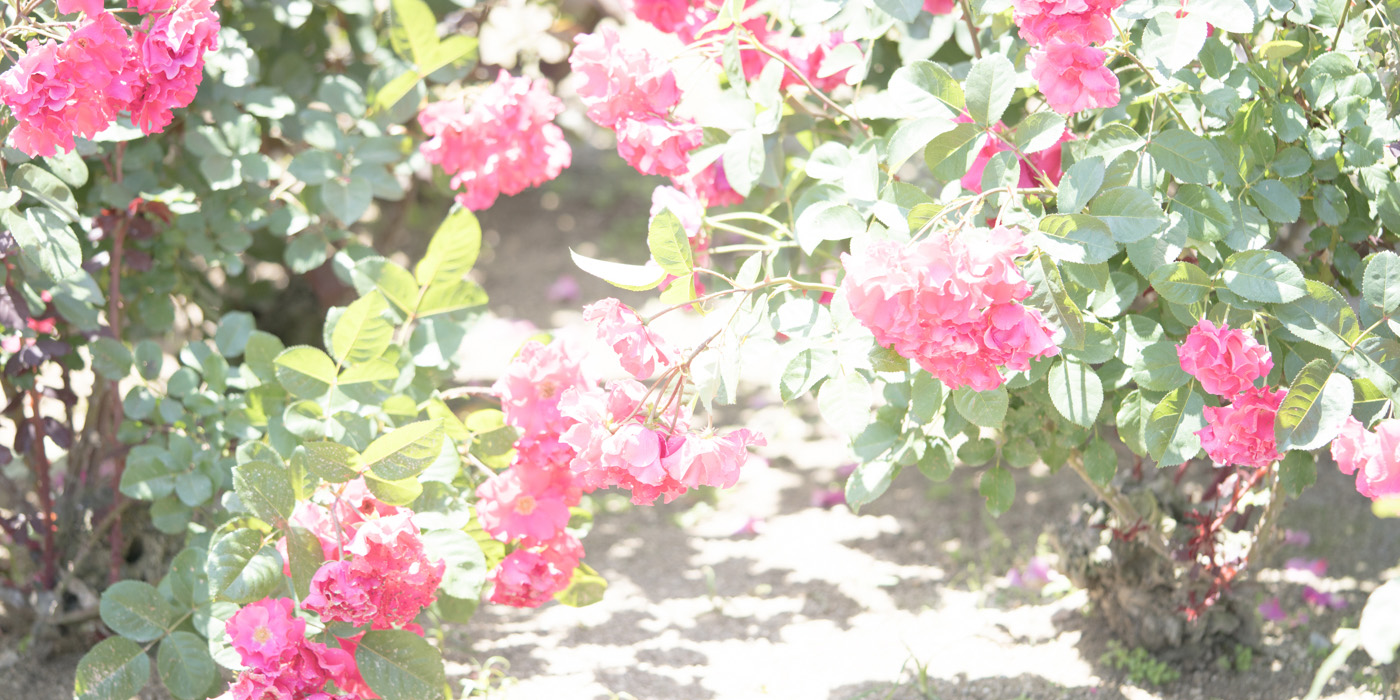 藤代冥砂「Roses」