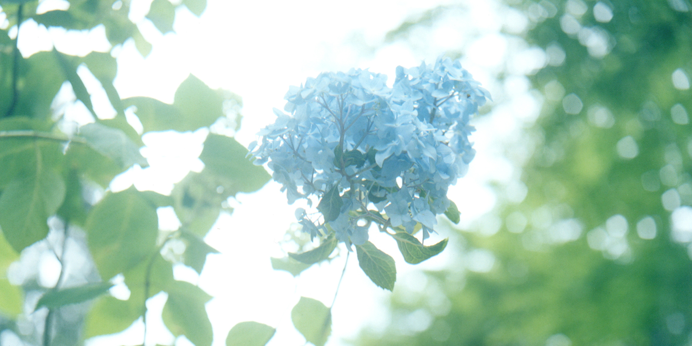 岩崎美里写真展「あじさいと夏の日」