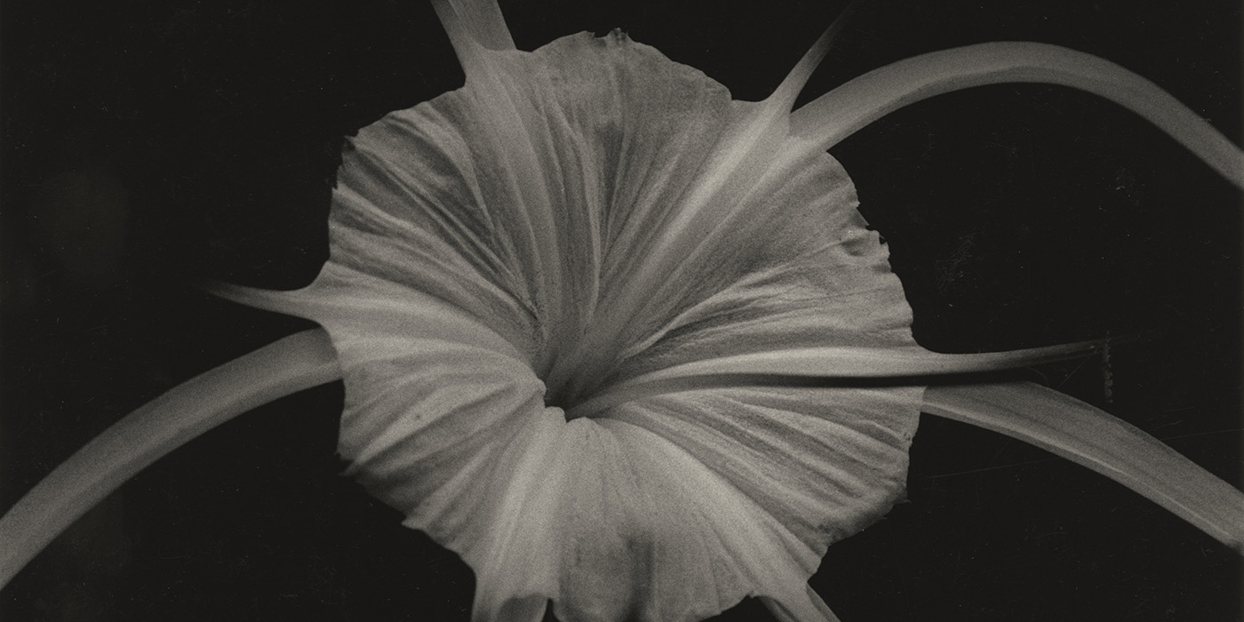 大山葉子写真展「空想の樹花」