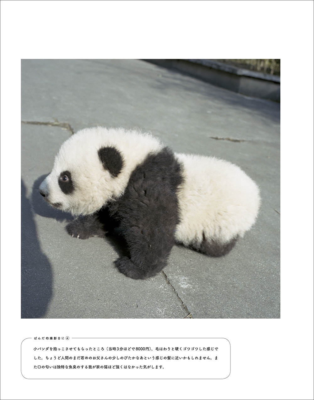 いろいろ パンダ の 画像 集