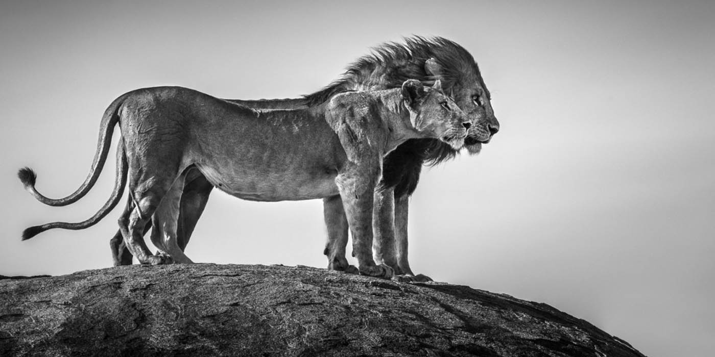 クラウドファンディング「東アフリカに生息する野生動物のライフストーリー写真集【One Life】プロジェクト」