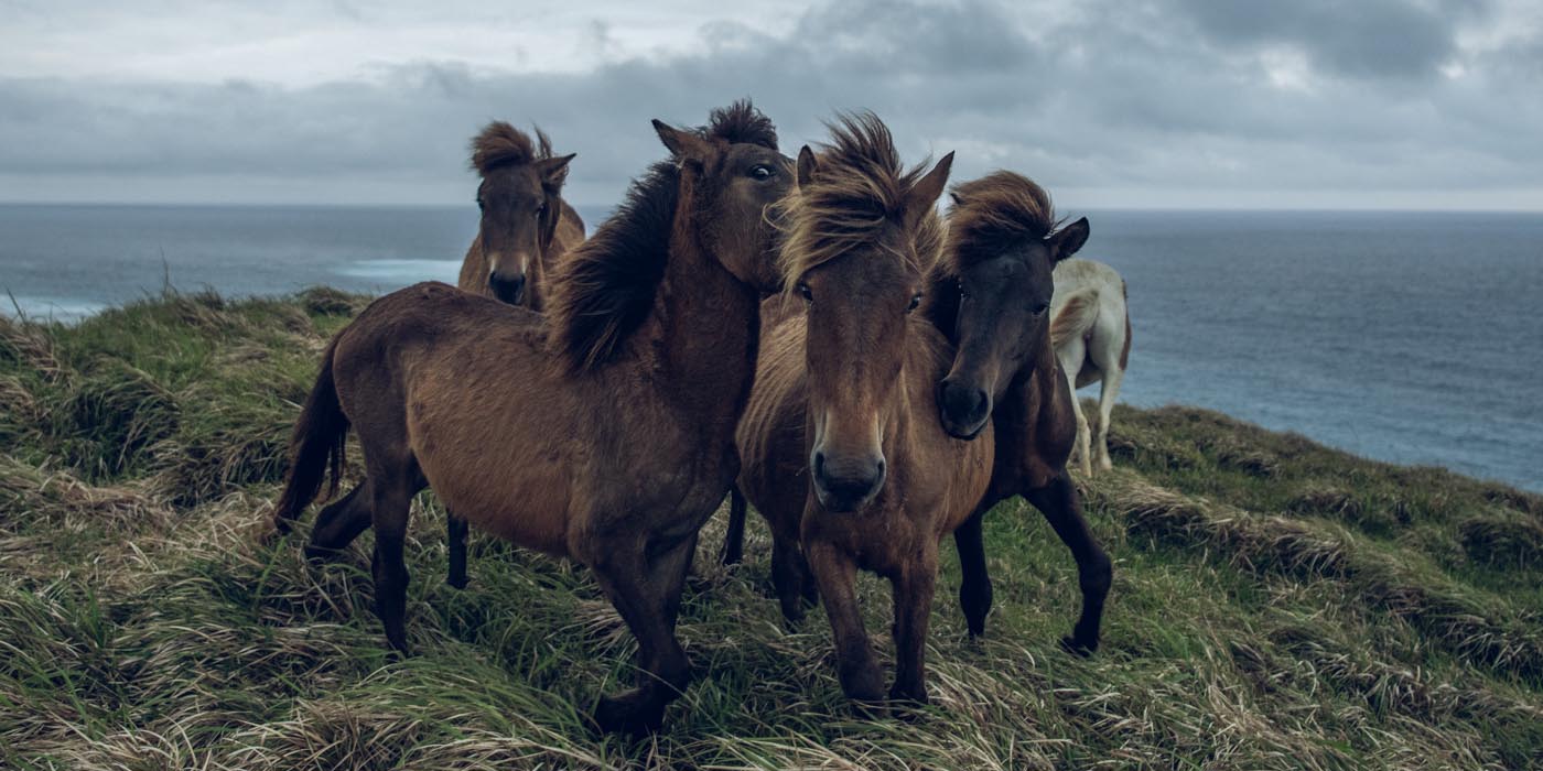 岡田裕介写真展「その背中を風が撫でて－Horses in the wind－」