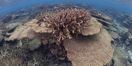 生命百景色 南條明写真展「サンゴ万年の願い」