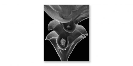 エドワード・ホール写真展「Floral Intimacy」
