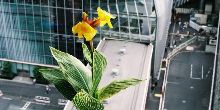 戸田沙也加 個展「東京にカンナの花を添える」