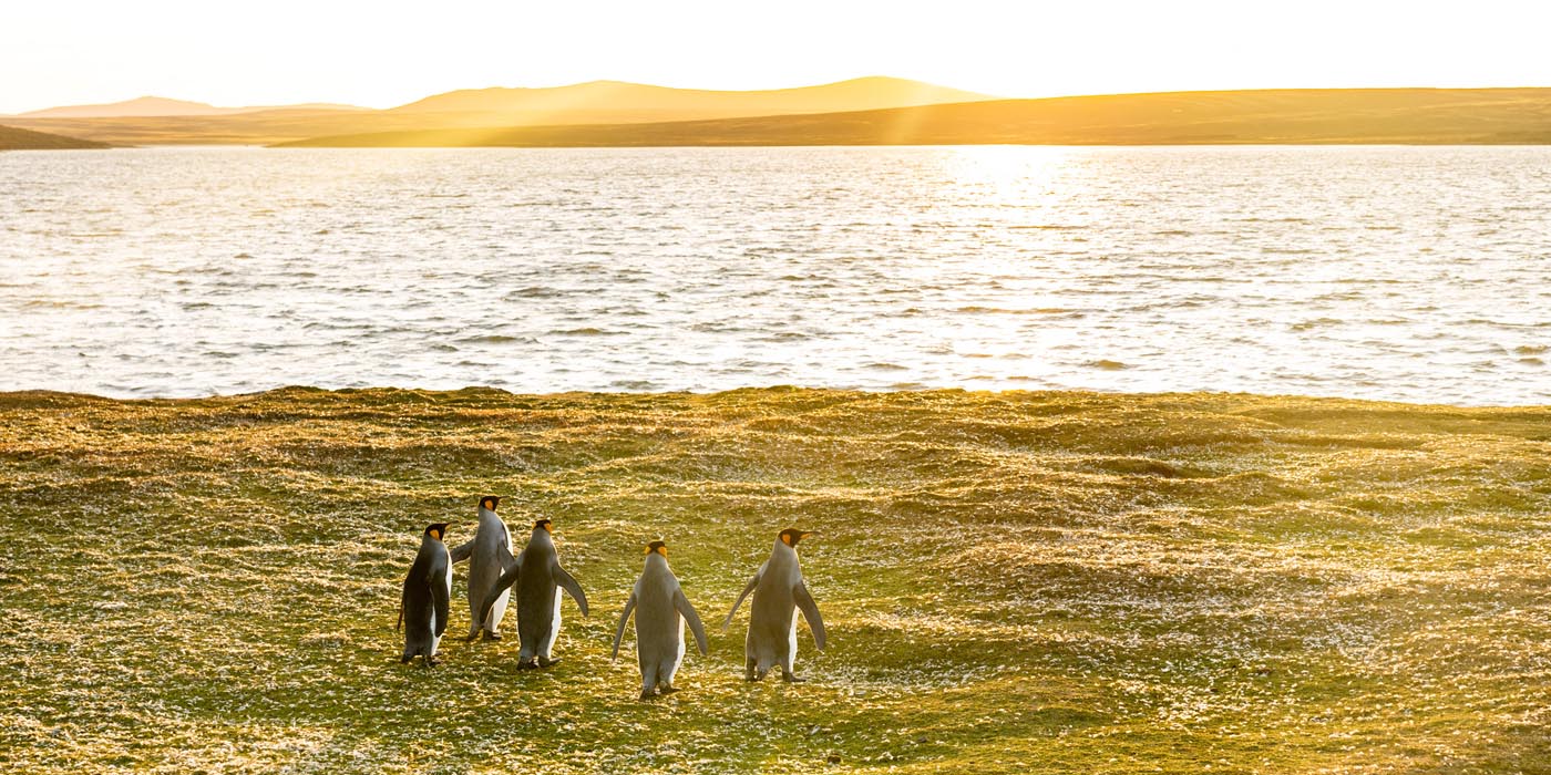 岡田裕介写真展「それは僕らだけの言葉 ‒Penguins Being Penguins‒」