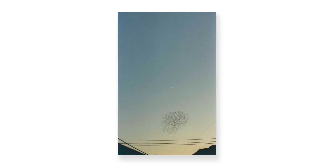 丸尾和穂「Dawn Chorus」