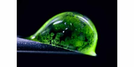 Nikon Small World / NIKON JOICO AWARD展「ミクロの世界 -生命（いのち）の未来を照らす-」